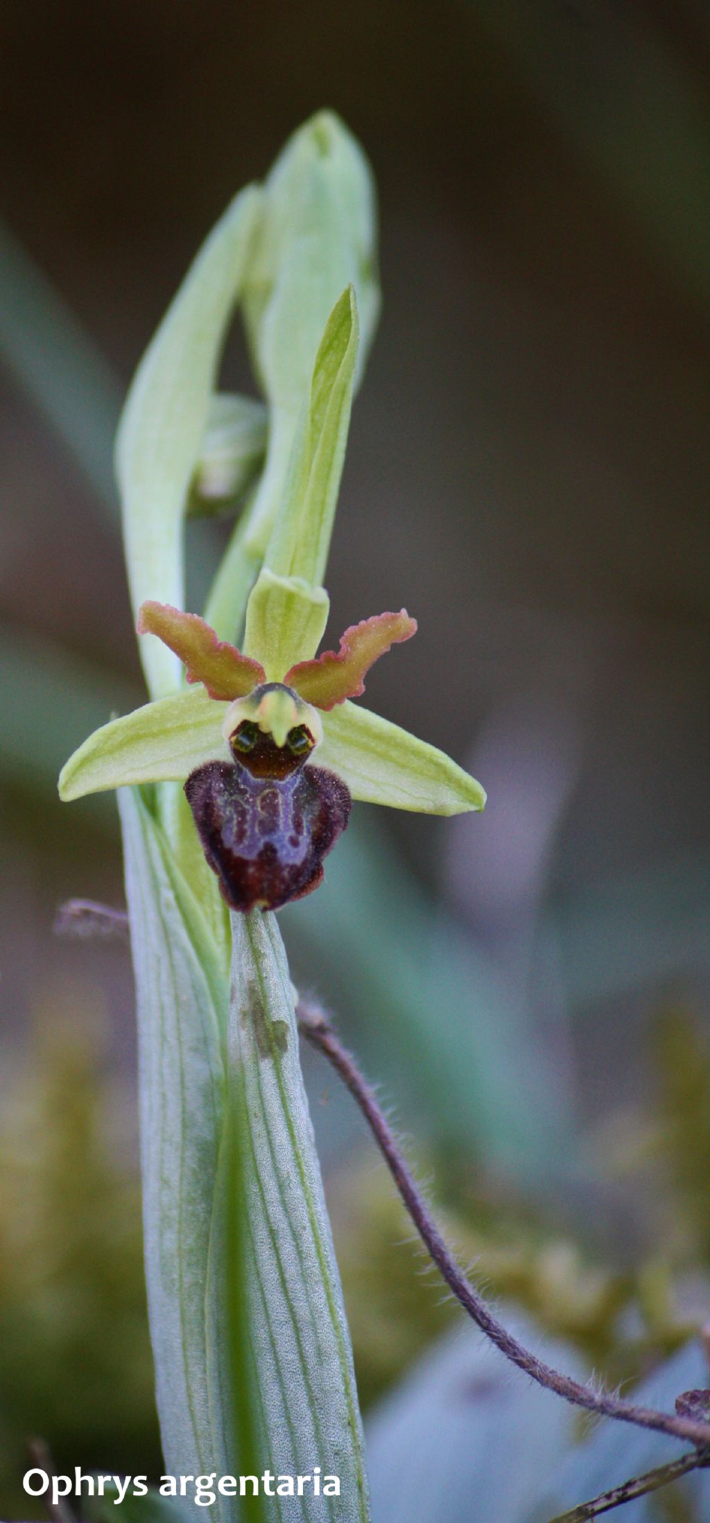 Ophrys minipassionis nell''Appennino Tosco-Emiliano